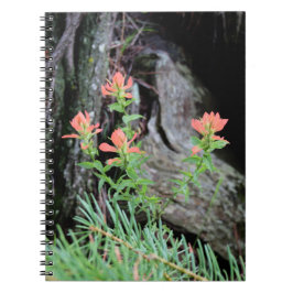 Röda Indian Paintbrush-blommor i skogen Anteckningsbok