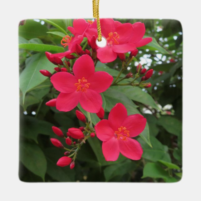 Röda Jatropha-blommor Julgransprydnad Keramik (Framsida)