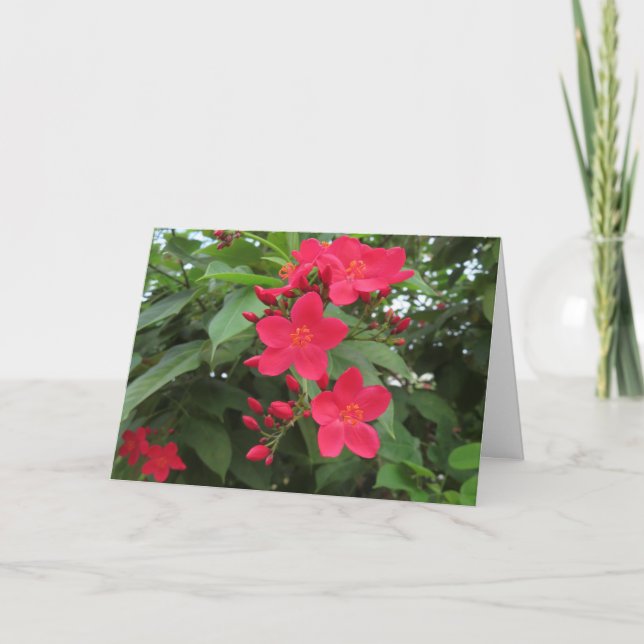Röda Jatropha-blommor Kort (Framsida)