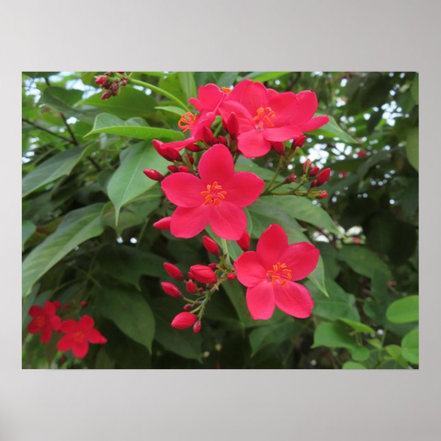 Röda Jatropha-blommor Poster (Framsidan)