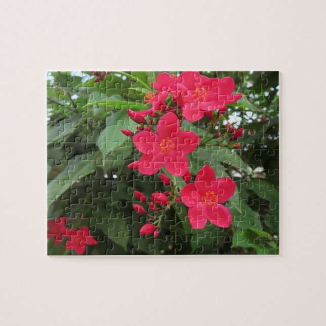 Röda Jatropha-blommor Pussel (Horisontell)