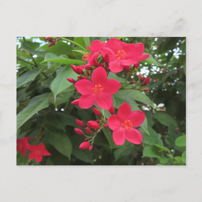 Röda Jatropha-blommor Vykort (Framsida)