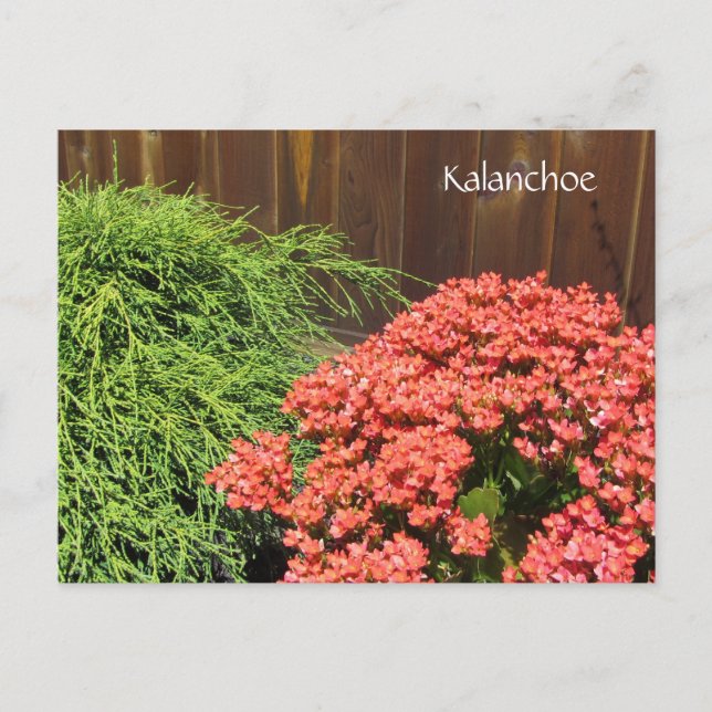 Röda Kalanchoe Blommor Vykort (Framsida)