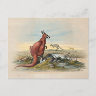 Röda Kangaroo av Joseph Varg Vykort