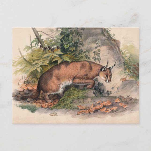 Röda karacalen av Joseph Varg Vykort (Framsida)