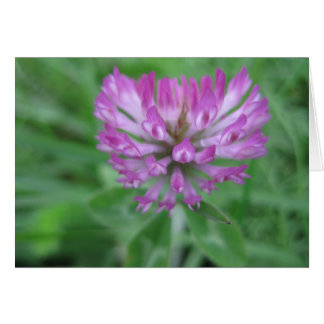 Röda klöver-blommor hälsningskort