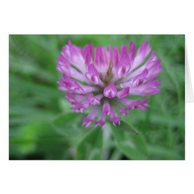 Röda klöver-blommor hälsningskort (Framsidan Horizontal)