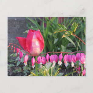 Röda knölar och Rosa Bleeding Heart Flowers Vykort