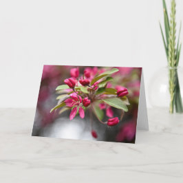 Röda krabbäppelblommor kort