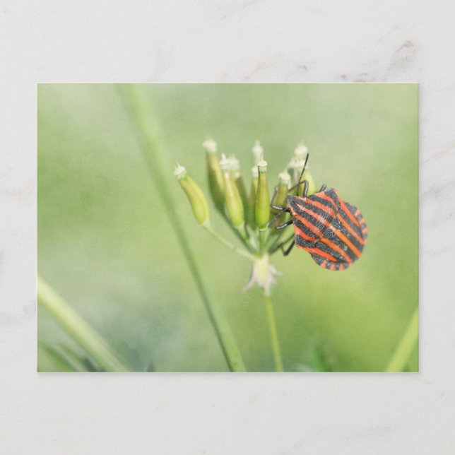 Röda Kryp - ytterligare ett Flaska Ontr inte Vykort (Framsida)