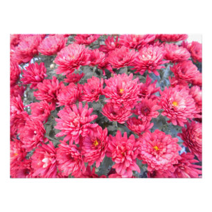 Röda krysantemablommor fototryck