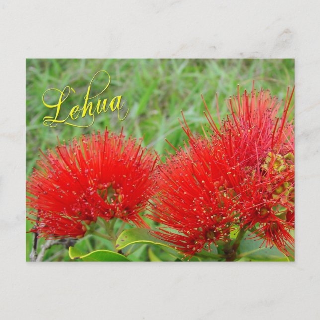 Röda Lehua-blommor i Maui Vykort (Framsida)