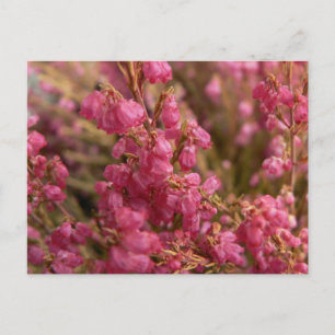 Röda ljungblommor vykort