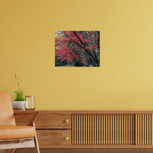 Röda lönnlöven på trädet botaniska poster
