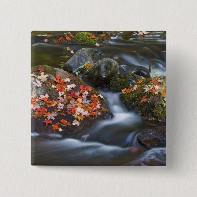 Röda lönnlöven täcker stenarna i den knapp (Framsida)