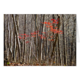 Röda Löv i skogen Hälsningskort