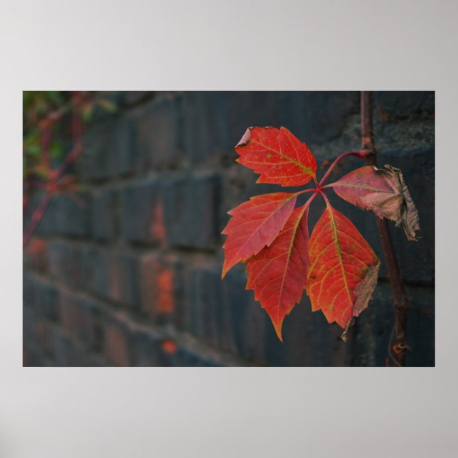 Röda Löv Poster (Framsidan)