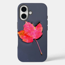 Röda löv vid vatten