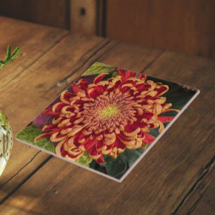 Röda och gula krysantemum Blommig Kakelplatta