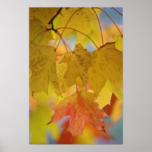 Röda och gula lönnlöv, i södra poster