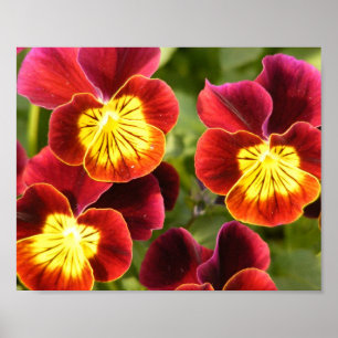 Röda och gula Pansies Poster
