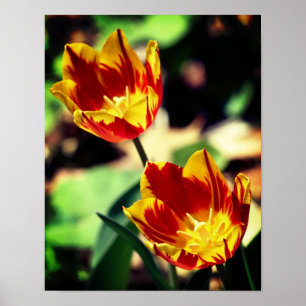 Röda och Gult Flamslungor Poster
