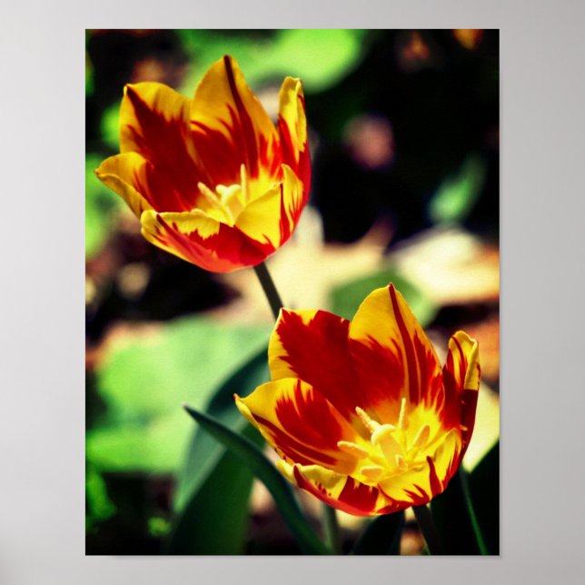 Röda och Gult Flamslungor Poster (Framsidan)