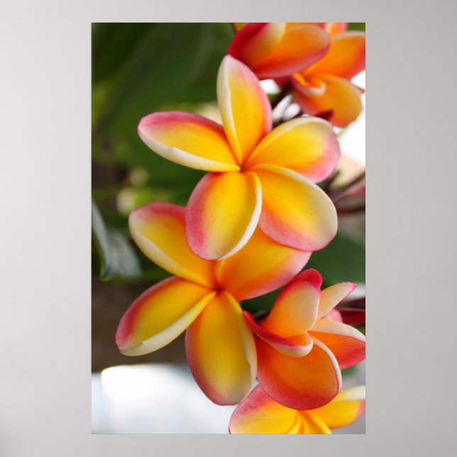 Röda och Gult Plumeria Flowers 2 Poster (Framsidan)