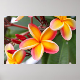 Röda och Gult Plumeria Flowers 3 Poster