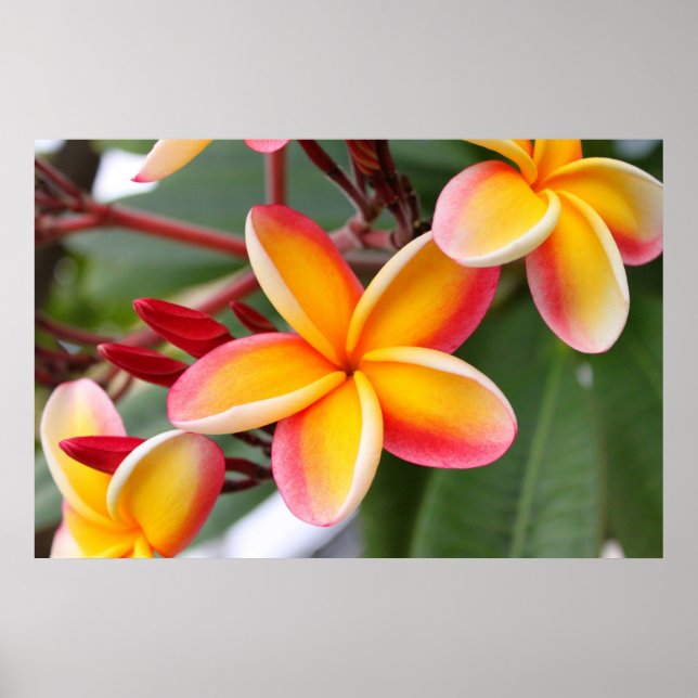 Röda och Gult Plumeria Flowers 3 Poster (Framsidan)