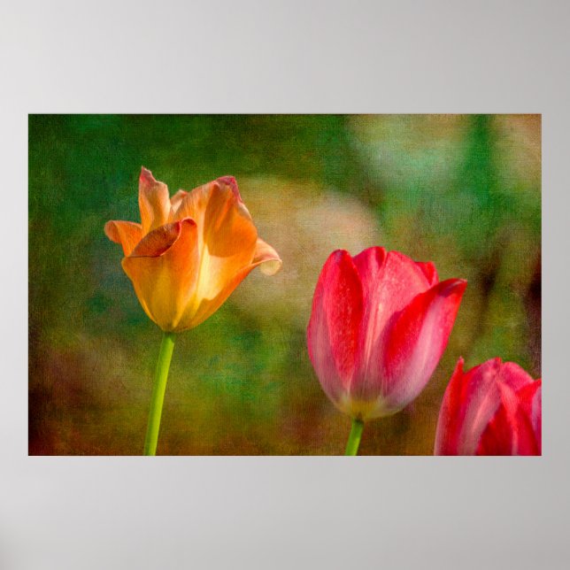 Röda och gult-tulpaner på texturerad bakgrund poster (Framsidan)
