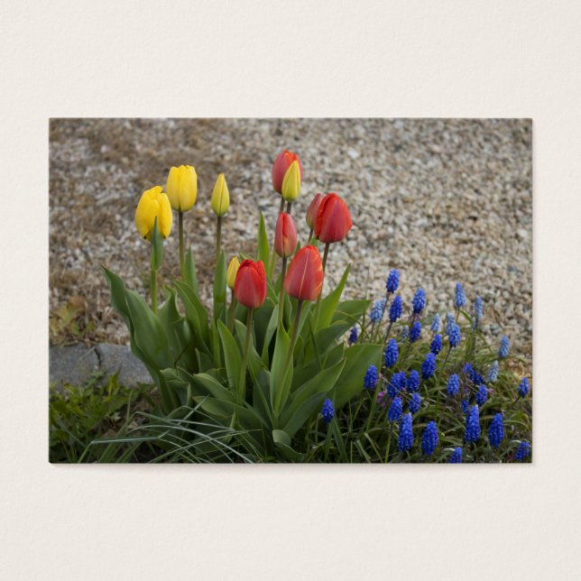 Röda och Gult Visitkort (Framsidan)