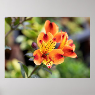 Röda och Orange Alstroemeria Blommor Poster