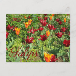Röda och Orange Blommor Tulips Floral Photography Vykort