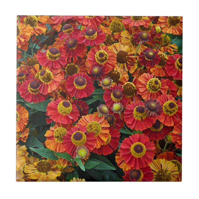 Röda och orange helenium-blommor kakelplatta (Framsidan)