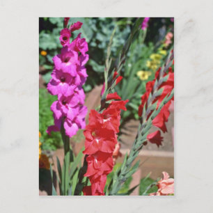 Röda och Rosa Gladiolus Stalks blommor Vykort