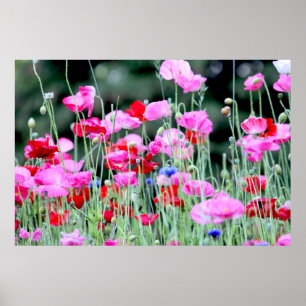 Röda och Rosa poppies Poster