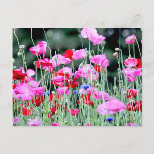Röda och Rosa poppies Vykort (Framsida)