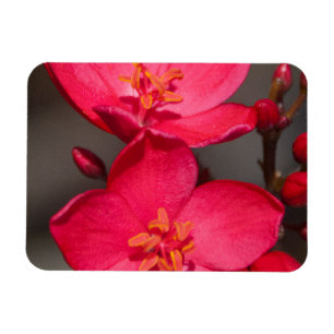 Röda och Rosa Tropical Fiji Flowers Magnet