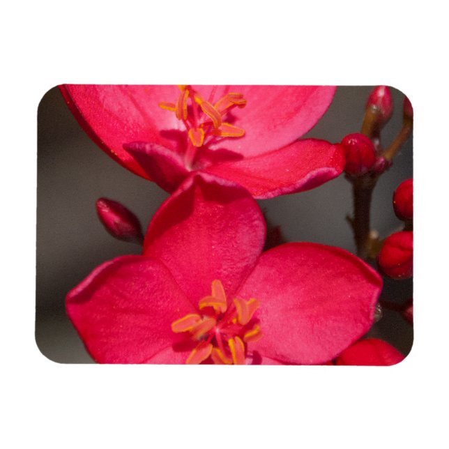 Röda och Rosa Tropical Fiji Flowers Magnet (Horisontell)