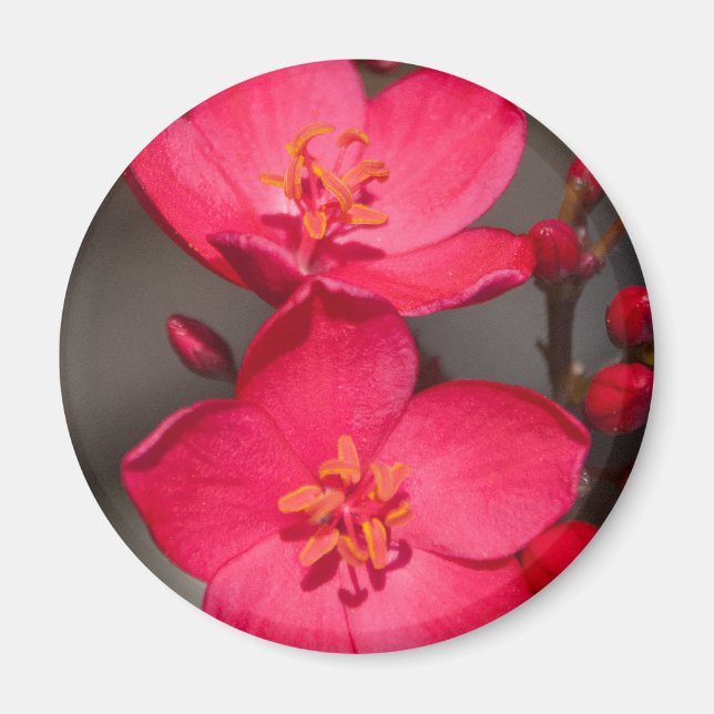Röda och Rosa Tropical Fiji Flowers Magnet (Framsidan)