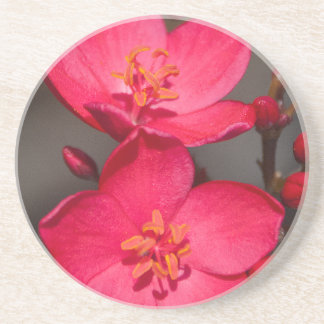 Röda och Rosa Tropical Fiji Flowers Underlägg Sandsten