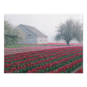 Röda och rosa tulpaner möter dagen i en dimmig fototryck