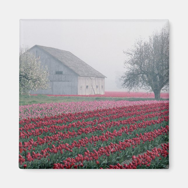 Röda och rosa tulpaner möter dagen i en dimmig magnet (Framsidan)