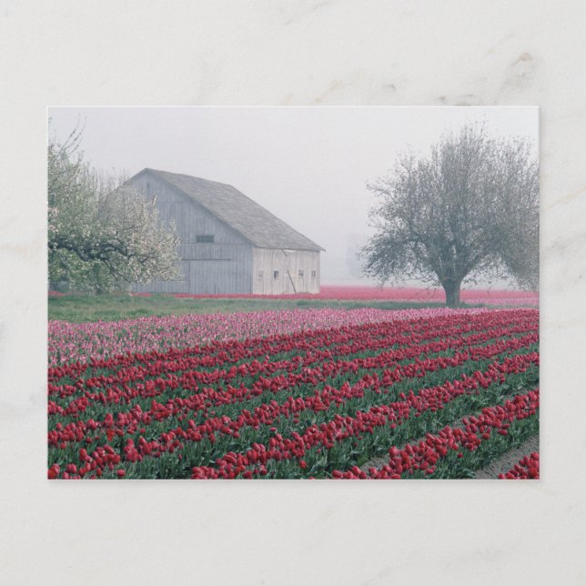 Röda och rosa tulpaner möter dagen i en dimmig vykort (Framsida)