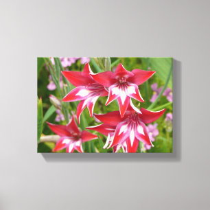 Röda och vita gladioler Sommarblomma Canvastryck