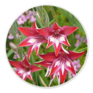 Röda och vita gladioler sommarblomma knopp