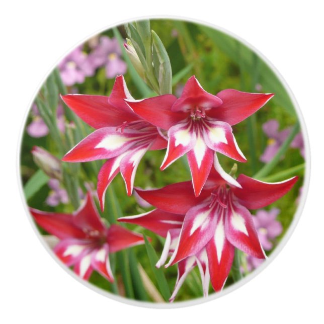 Röda och vita gladioler sommarblomma knopp (Framsidan)