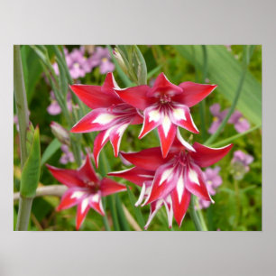Röda och vita gladioler Sommarblomma Poster