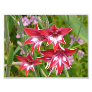 Röda och Vita Gladiolus Sommarblomma Fototryck